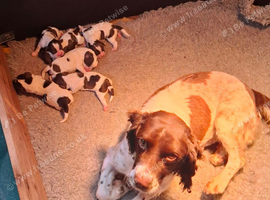 English Springer Pups