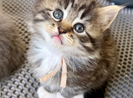 Really pretty pedigree Siberian Kittens