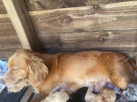 Stunning cockapoo puppies