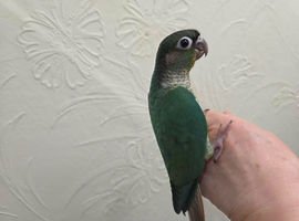 Handreared conure