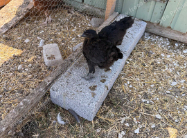 Three  free to a good home