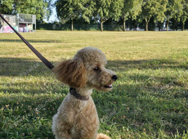 Min Poodle