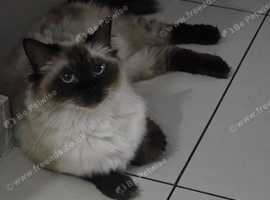 Ragdoll