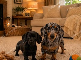 Pure black stunning dachshund boy