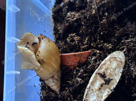 2 x Giant African Land Snails