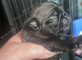 Stunning KC registered pug puppies