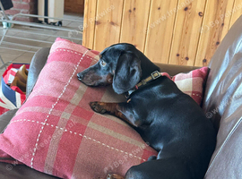 Miniature dachshund