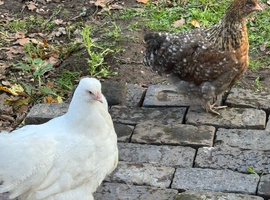 Orpington hens