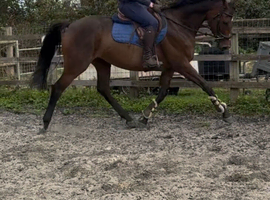 Handsome project horse 16hh 6yo ISH gelding
