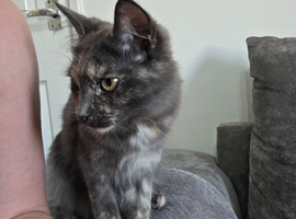 Female maine coon x Rag doll