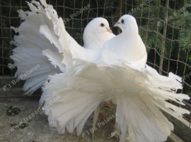 PURE WHITE GARDEN FANTAIL DOVES PERMANENTLY ERECTED TAILS