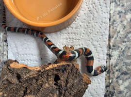 CB26 Tri Colour Hognose (unsexed)
