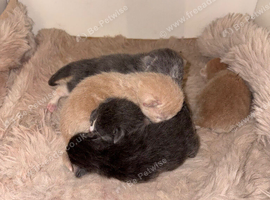 Russian blue mixed