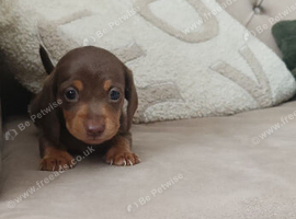 2 miniature dachshund pups