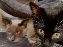 Beautiful Siamese mix kittens