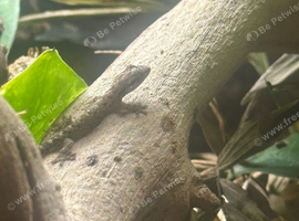 Mourning Geckos for sale