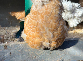 Chamois polish hens, Lavander pekin bantam girls