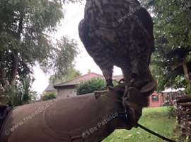 Gyr/saker Falcon