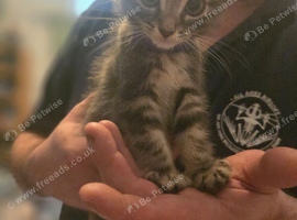Half maincoon kittens forsale