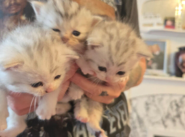 Persian mixed kittens x 3 boys