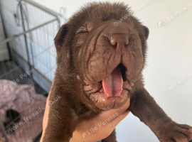 Shar pei puppy's 2 girls 4 boys