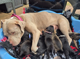 7 stunning pups