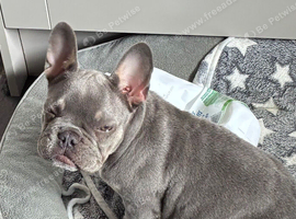 I have a 16 week KC reg old blue tan female for sale.