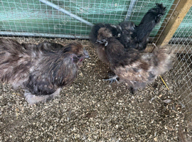 Trio of silkie chickens