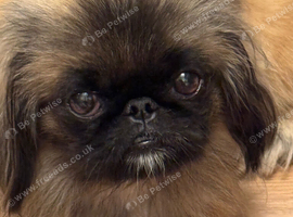Gorgeous fantastic girl sleeve peke female 2 yrs sable