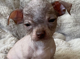 Chihuahua Cross Chinese Crested Male Pup