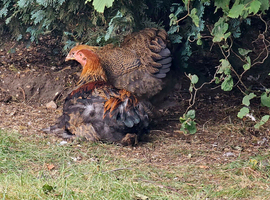 Pure breed Partridge Brahma hatching eggs