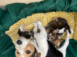 for sale jack russell puppies