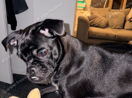 Beautiful female dog