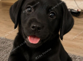 Labrador puppies