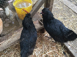 2 x Araucana Hens ( Black )
