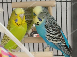 Breeding pair of budgies