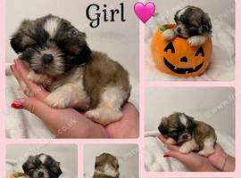 9 beautiful Shih Tuz Puppies