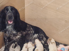 kc cocker pups
