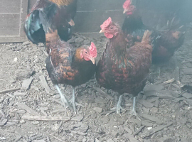 Quartet of Derbyshire red caps