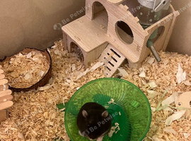 Small black girl hamster