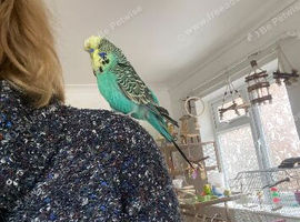 Semi tame English exhibition male  budgie