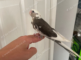 Hand reared baby cockatiel
