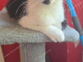 domestic short hair girl kitten