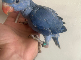 Hand Reared Hand Tame Indian Ring Necks