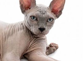Sphynx Kittens