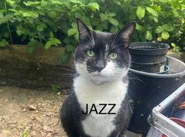 Jazz standard black and white cat