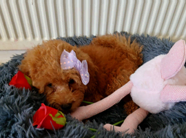 Miniature Poodle.