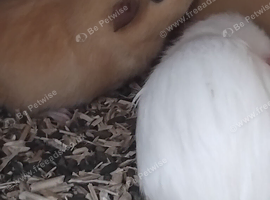 2 girls  9 weeks old