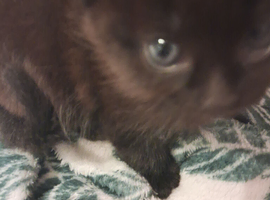 Kittens for sale