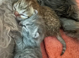 British Shorthair x Persian Kittens